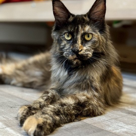 chat Maine coon polydactyle black tortie smoke U’Naïa Chatterie Des Joyaux d’Égypte