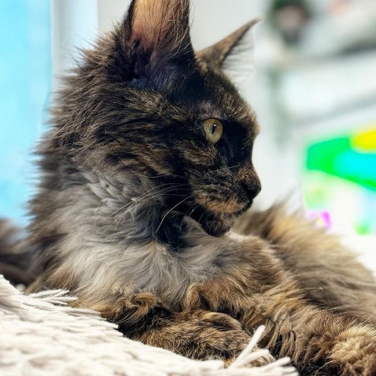 chat Maine coon polydactyle black tortie smoke U’Naïa Chatterie Des Joyaux d’Égypte