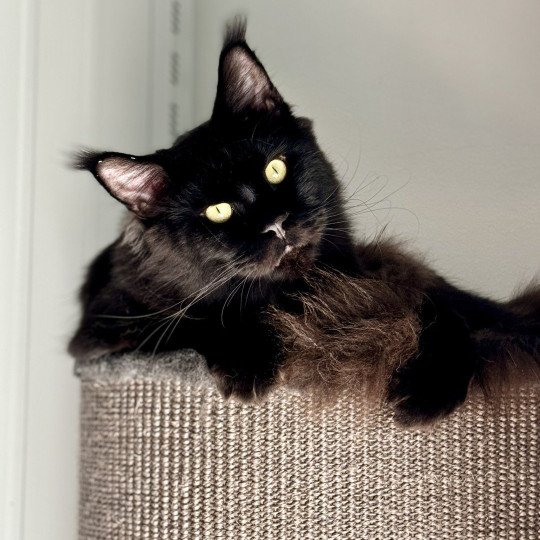 chat Maine coon black U’Léko Chatterie Des Joyaux d’Égypte