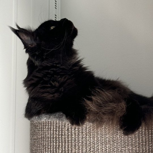 chat Maine coon black U’Léko Chatterie Des Joyaux d’Égypte