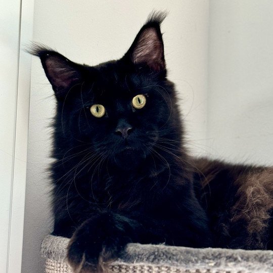 chat Maine coon black U’Léko Chatterie Des Joyaux d’Égypte