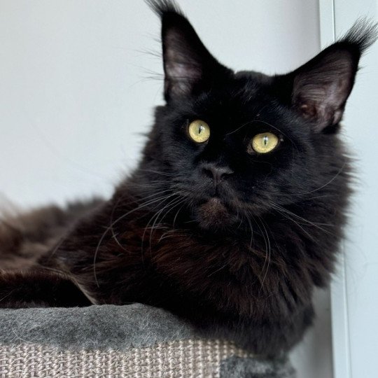 chat Maine coon black U’Léko Chatterie Des Joyaux d’Égypte
