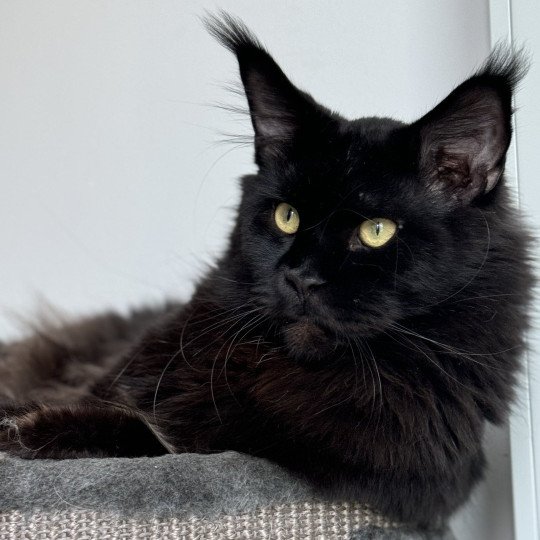 chat Maine coon black U’Léko Chatterie Des Joyaux d’Égypte