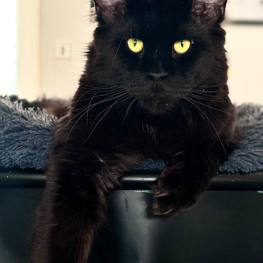 U’Léko Mâle Maine coon