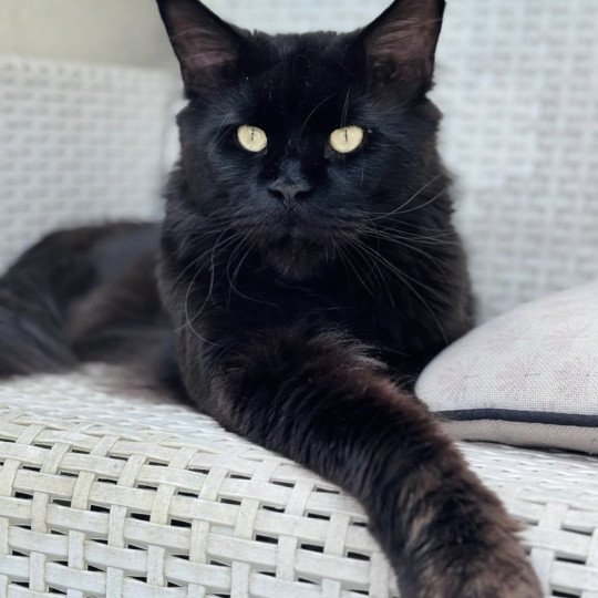 chat Maine coon black U’Léko Chatterie Des Joyaux d’Égypte