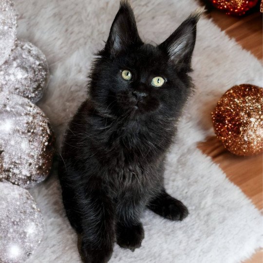 chat Maine coon black U’Léko Chatterie Des Joyaux d’Égypte