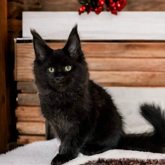chat Maine coon black U’Léko Chatterie Des Joyaux d’Égypte