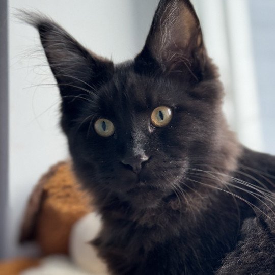 chat Maine coon black U’Léko Chatterie Des Joyaux d’Égypte