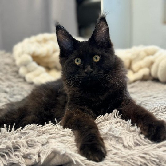 chat Maine coon black U’Léko Chatterie Des Joyaux d’Égypte