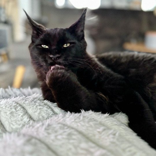 chat Maine coon black U’Léko Chatterie Des Joyaux d’Égypte