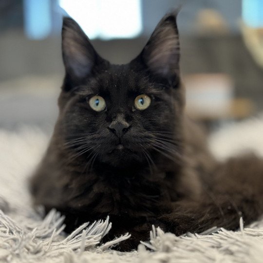chat Maine coon black U’Léko Chatterie Des Joyaux d’Égypte