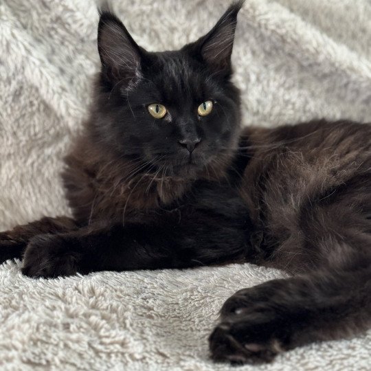 chat Maine coon black U’Léko Chatterie Des Joyaux d’Égypte