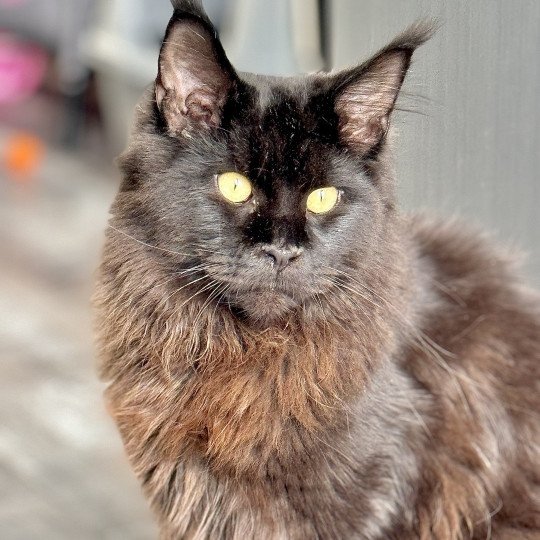chat Maine coon black U’Léko Chatterie Des Joyaux d’Égypte