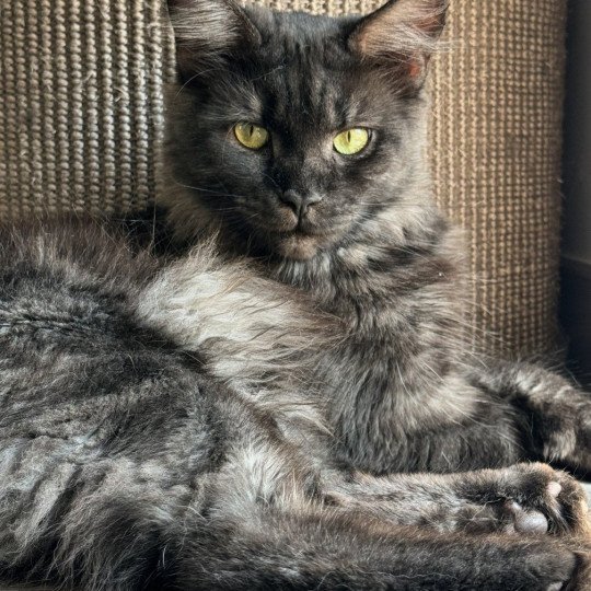 U’Déïna Femelle Maine coon