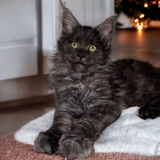 chat Maine coon black smoke Umy Chatterie Des Joyaux d’Égypte