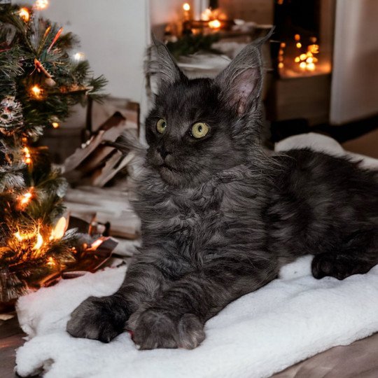 chat Maine coon black smoke Umy Chatterie Des Joyaux d’Égypte