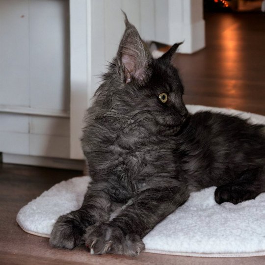 chat Maine coon black smoke Umy Chatterie Des Joyaux d’Égypte