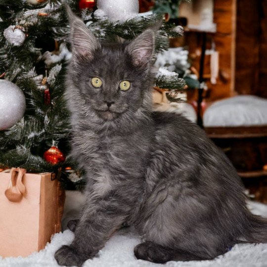 chat Maine coon black smoke Umy Chatterie Des Joyaux d’Égypte