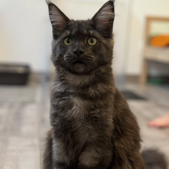 chat Maine coon black smoke U’Déïna Chatterie Des Joyaux d’Égypte