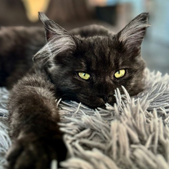 chat Maine coon black smoke U’Déïna Chatterie Des Joyaux d’Égypte