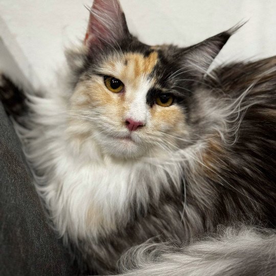 Zelda Femelle Maine coon
