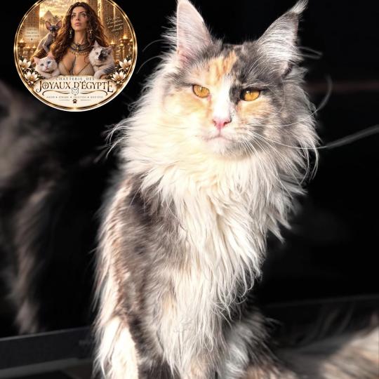 Zelda Femelle Maine coon