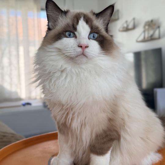 chat Ragdoll Apple Chatterie Des Joyaux d’Égypte