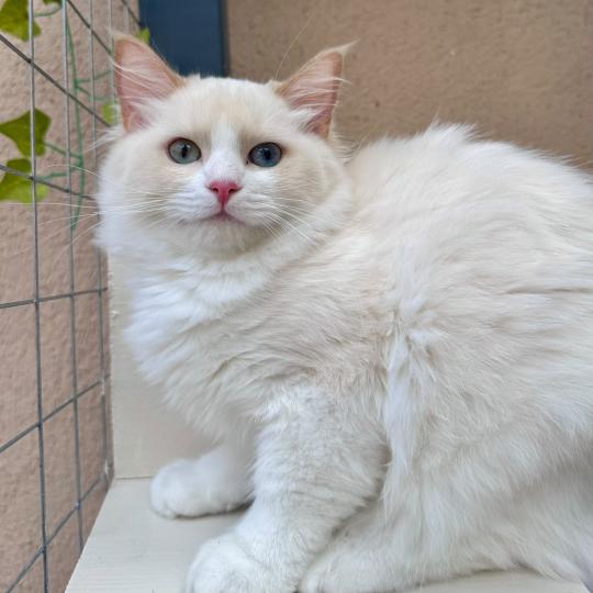 chat Ragdoll Bianca Chatterie Des Joyaux d’Égypte
