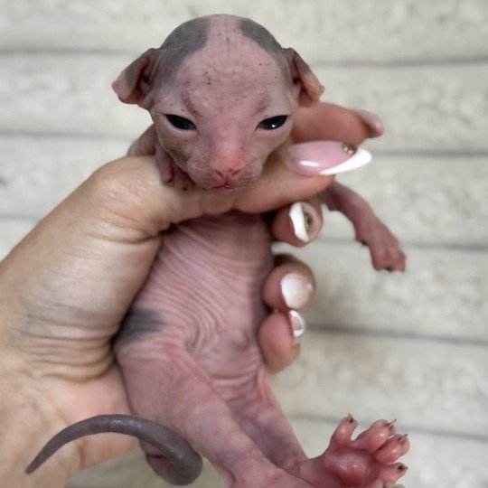 chaton Sphynx blue & blanc arlequin Alto Chatterie Des Joyaux d’Égypte