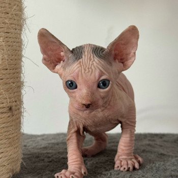 chaton Sphynx blue & blanc arlequin Alto Chatterie Des Joyaux d’Égypte chaton Sphynx blue & blanc arlequin Alto Chatterie Des Joyaux d’Égypte