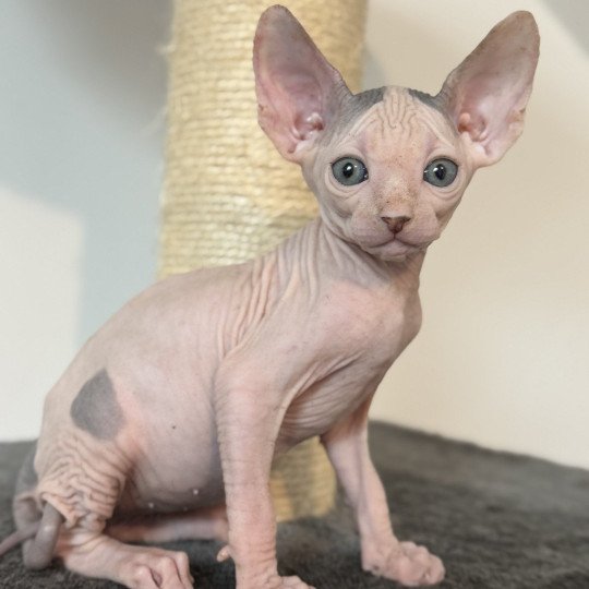 chaton Sphynx blue & blanc arlequin Alto Chatterie Des Joyaux d’Égypte