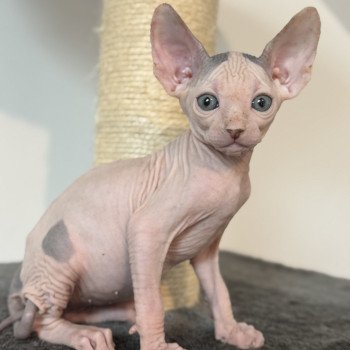 chaton Sphynx blue & blanc arlequin Alto Chatterie Des Joyaux d’Égypte chaton Sphynx blue & blanc arlequin Alto Chatterie Des Joyaux d’Égypte