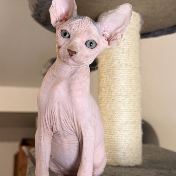 chaton Sphynx blue & blanc arlequin Alto Chatterie Des Joyaux d’Égypte chaton Sphynx blue & blanc arlequin Alto Chatterie Des Joyaux d’Égypte
