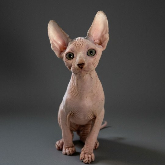 Alto Des joyaux d’Égypte Mâle Sphynx