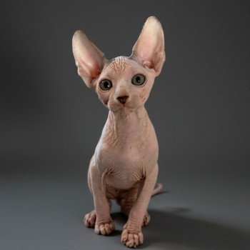chaton Sphynx blue & blanc arlequin Alto Chatterie Des Joyaux d’Égypte chaton Sphynx blue & blanc arlequin Alto Chatterie Des Joyaux d’Égypte