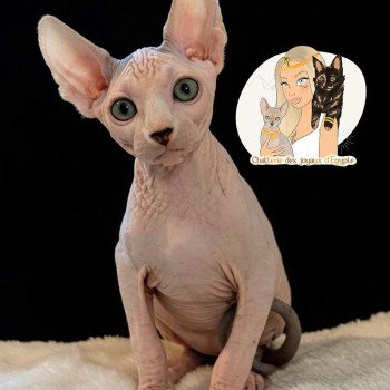 chaton Sphynx blue & blanc arlequin Alto Chatterie Des Joyaux d’Égypte