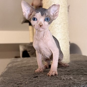 chaton Sphynx brown tabby bicolor Améthyste Chatterie Des Joyaux d’Égypte chaton Sphynx brown tabby bicolor Améthyste Chatterie Des Joyaux d’Égypte