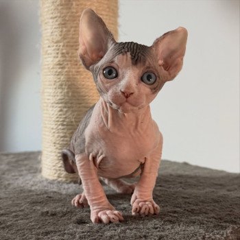 chaton Sphynx brown tabby bicolor Améthyste Chatterie Des Joyaux d’Égypte chaton Sphynx brown tabby bicolor Améthyste Chatterie Des Joyaux d’Égypte