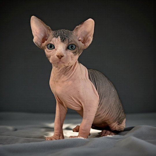A'SIMONE Des joyaux d’Égypte Femelle Sphynx