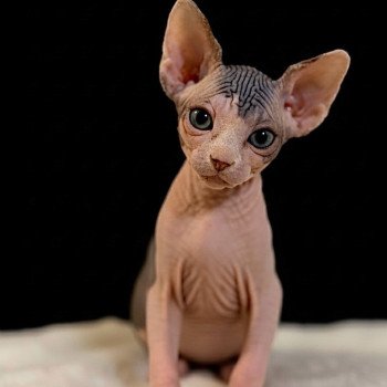 chaton Sphynx brown tabby bicolor A'SIMONE Chatterie Des Joyaux d’Égypte