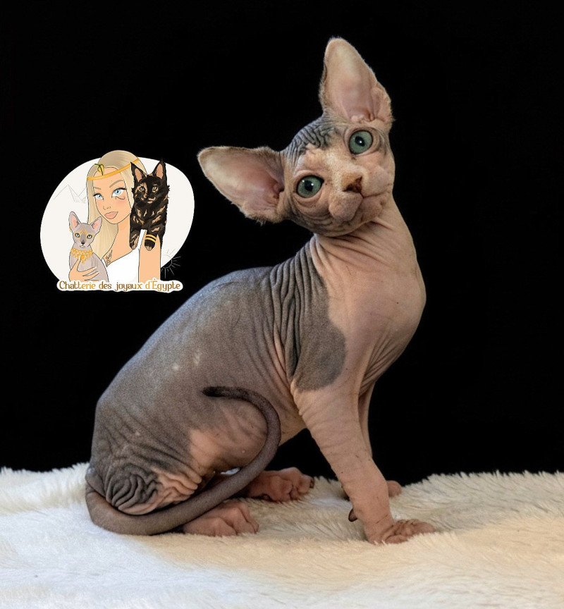 A'SIMONE Des joyaux d’Égypte Femelle Sphynx