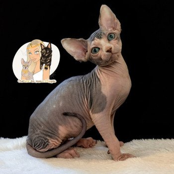 chaton Sphynx brown tabby bicolor A'SIMONE Chatterie Des Joyaux d’Égypte