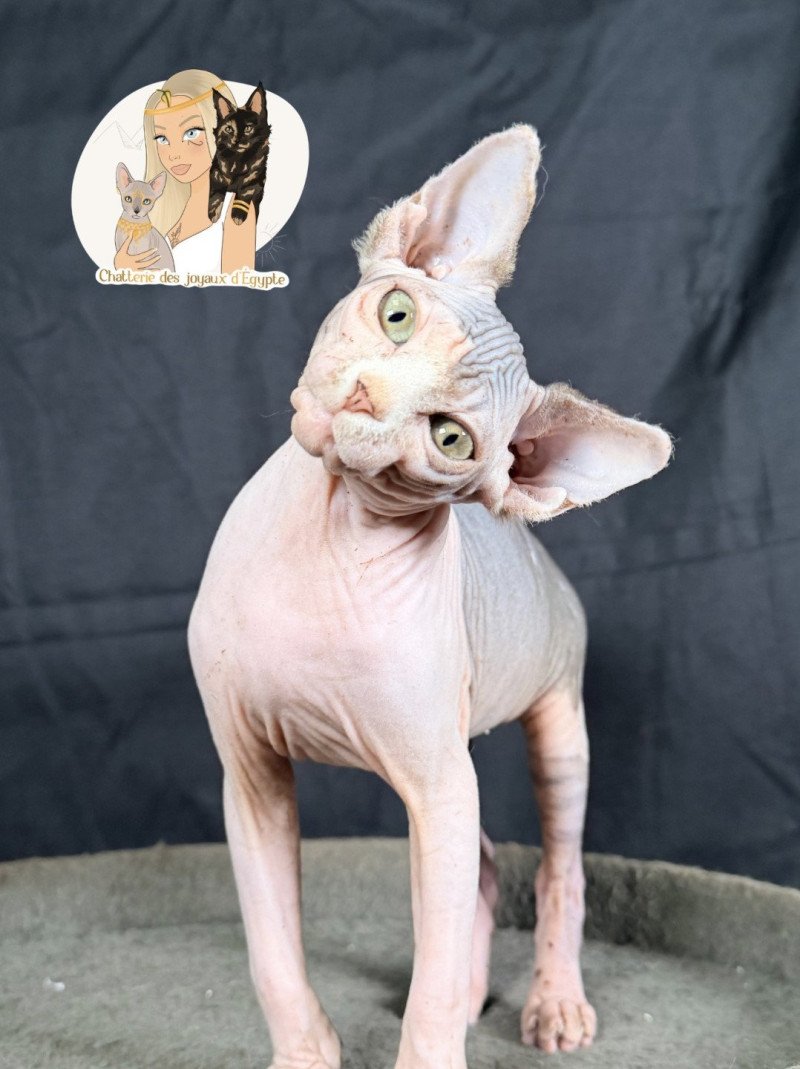 A'SIMONE Des joyaux d’Égypte Femelle Sphynx