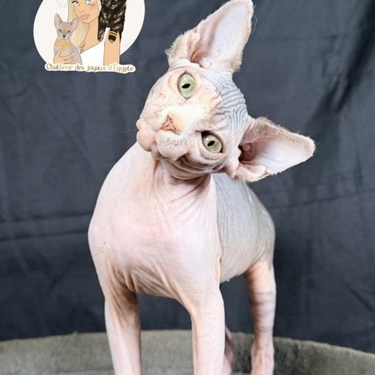 A'SIMONE Des joyaux d’Égypte Femelle Sphynx