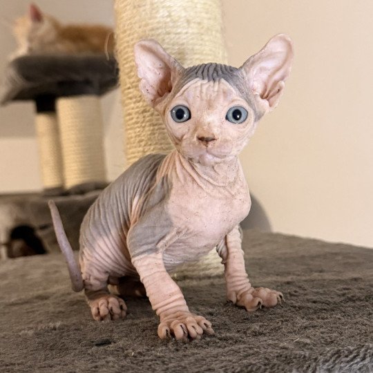 chaton Sphynx blue tabby & blanc Amûn Râh Chatterie Des Joyaux d’Égypte
