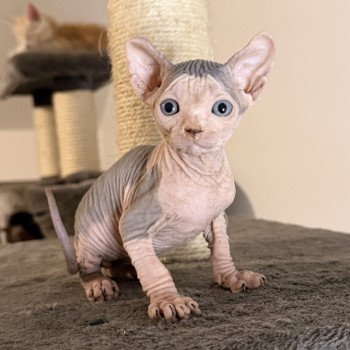 chaton Sphynx blue tabby & blanc Amûn Râh Chatterie Des Joyaux d’Égypte chaton Sphynx blue tabby & blanc Amûn Râh Chatterie Des Joyaux d’Égypte