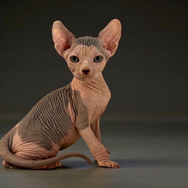 APOLLO Des joyaux d’Égypte Mâle Sphynx