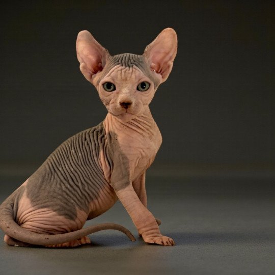 APOLLO Des joyaux d’Égypte Mâle Sphynx