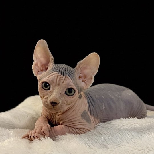 chaton Sphynx blue tabby & blanc APOLLO Chatterie Des Joyaux d’Égypte