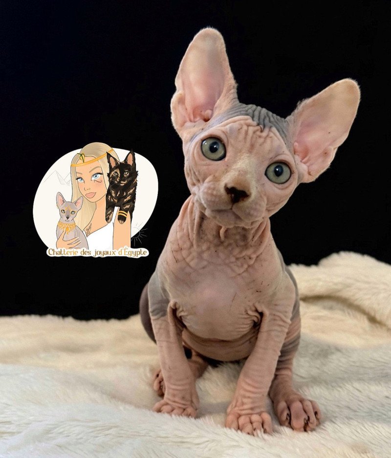 APOLLO Des joyaux d’Égypte Mâle Sphynx